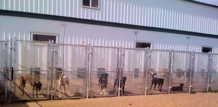 Kennels