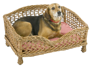 best boarding kennel